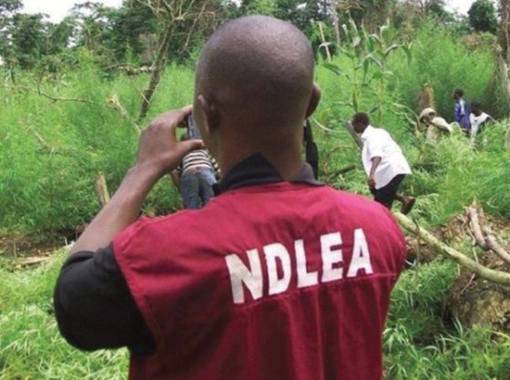 NDLEA arrests 65, confiscates 4,58.57 kg of narcotic drugs in Edo