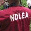 NDLEA seals off Cannabis warehouse, seizes drugs worth N24m