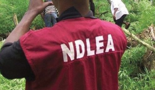 NDLEA seals off Cannabis warehouse, seizes drugs worth N24m