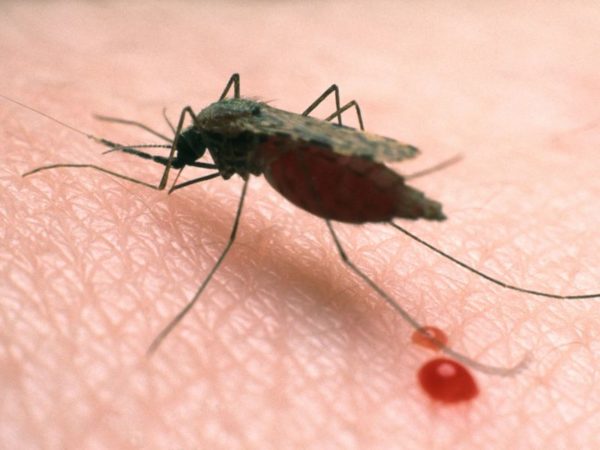 Rainfall: Kwara Govt to begin Seasonal Malaria Chemoprevention