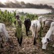 Bayelsa women-farmers decry damage, threat by herders