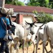 4 killed as herdsmen attack Plateau communities