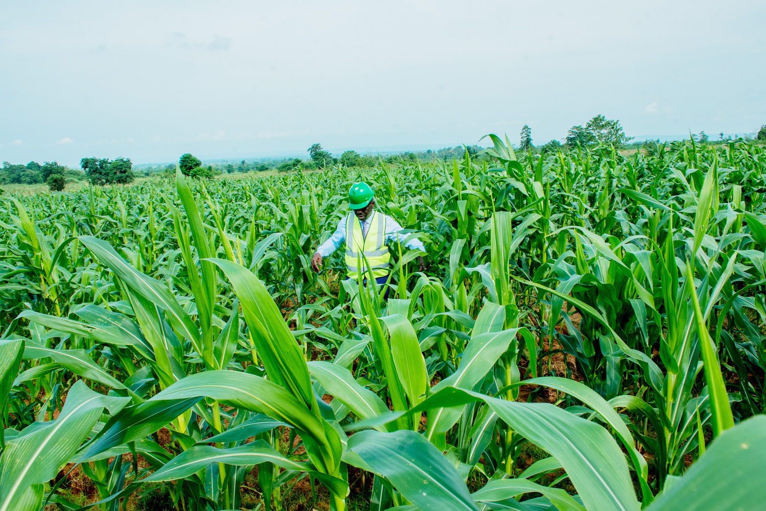 CBN moves to capture 200,000 maize farmers in Nigeria