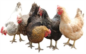 Border Closure: Poultry