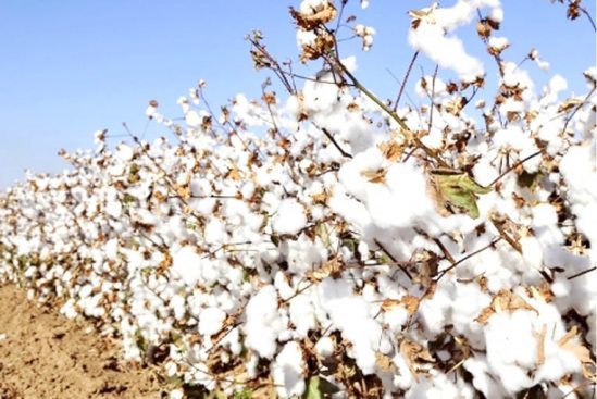 Cotton association partners CBN to resuscitate CTG sector