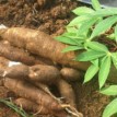 Cassava Growers’ Association allay fears of cassava shortage in 2021
