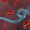 Improve case definition for Ebola, Expert urges FG