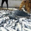 Nigeria losing over N400bn annually from fish imports — Lawmaker