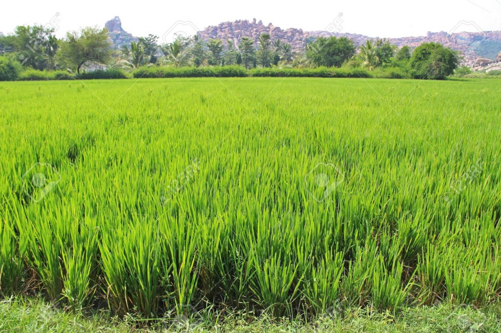 4 A’Ibom communities donate 40 hectares of land to NALDA for youth engagement in agribusiness