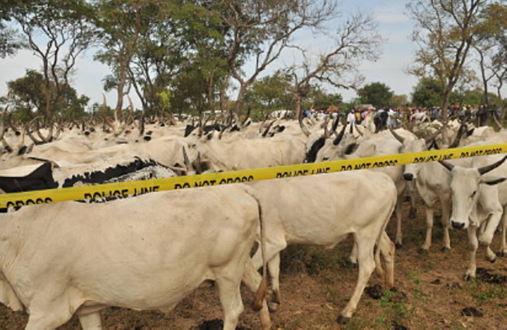 Katsina to vaccinate 10,500 cattle against contagious pneumonia