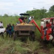 Farmers count losses over COVID-19 pandemic