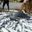 COVID-19: Fish farmers express hope over new frontier in Wuye market