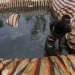 Oil industry pollution threatens fishing, Niger Delta ecosystem — Environmentalist