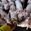 CHINA: Scientists find flu virus with ‘pandemic potential’ in pigs