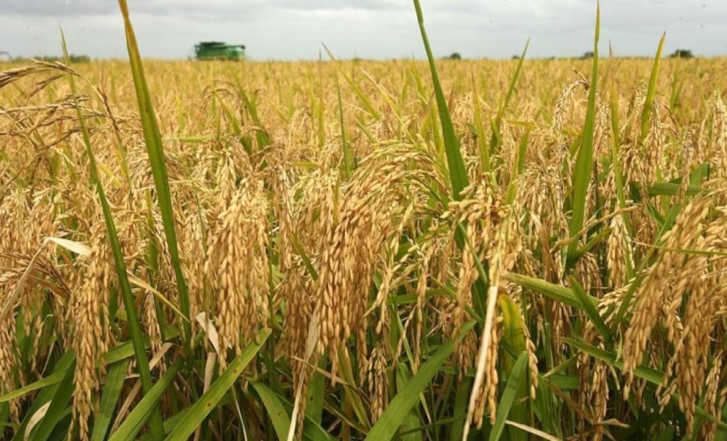 APPEALS, ABU introduce improved rice seeds to farmers in Kano state