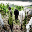 Enugu farmers ‘living in fear’, as herdsmen take over farmlands