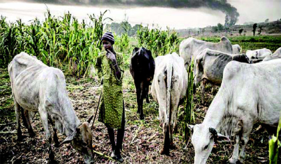 Ogun communities protest incessant attacks, destruction by herdsmen