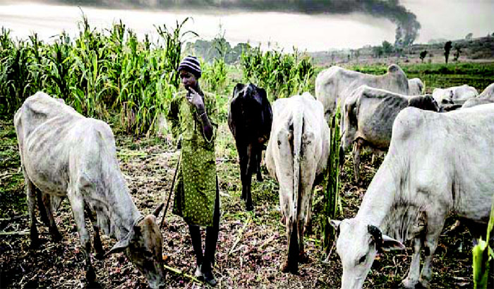 Herders/ Farmers conflict: CDD to support Nasarawa, Benue, Plateau