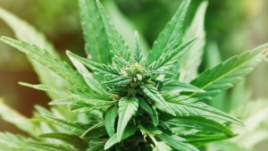Malawi legalizes cannabis cultivation for certain uses