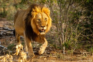 lion