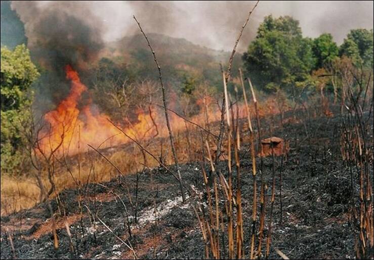 Minister condemns bush burning, urges states to enforce laws