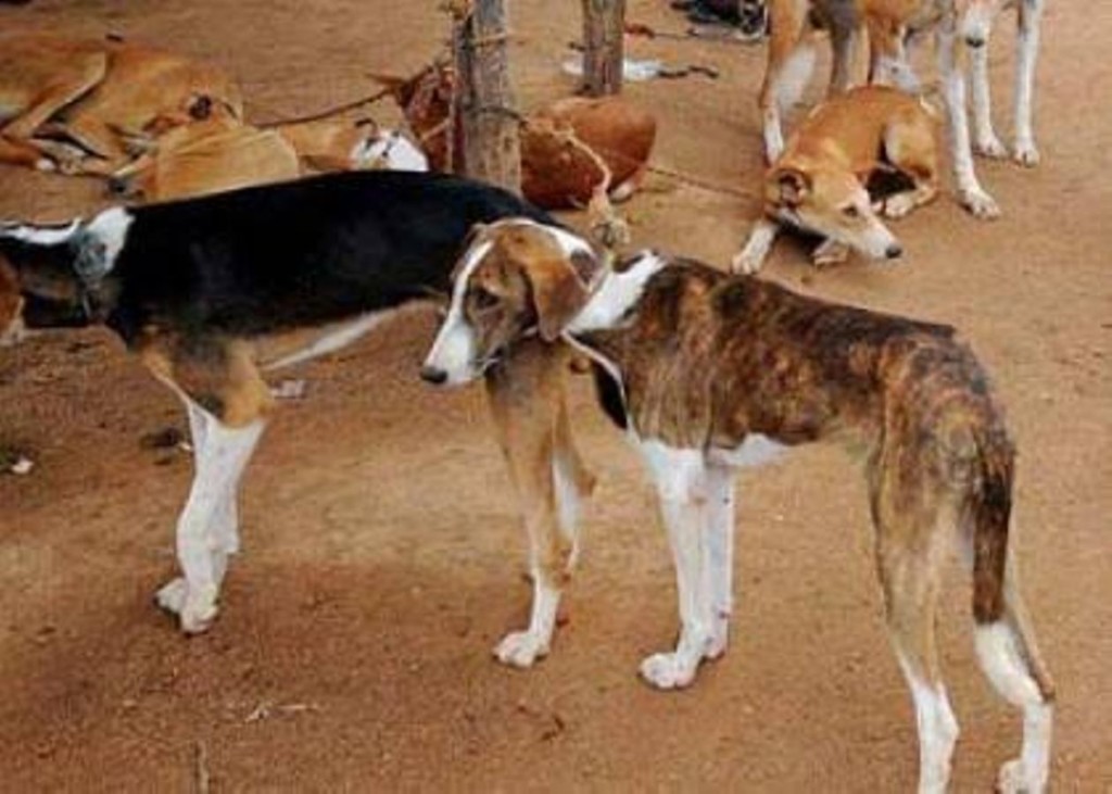 Lagos govt to vaccinate 1.5m dogs against rabies