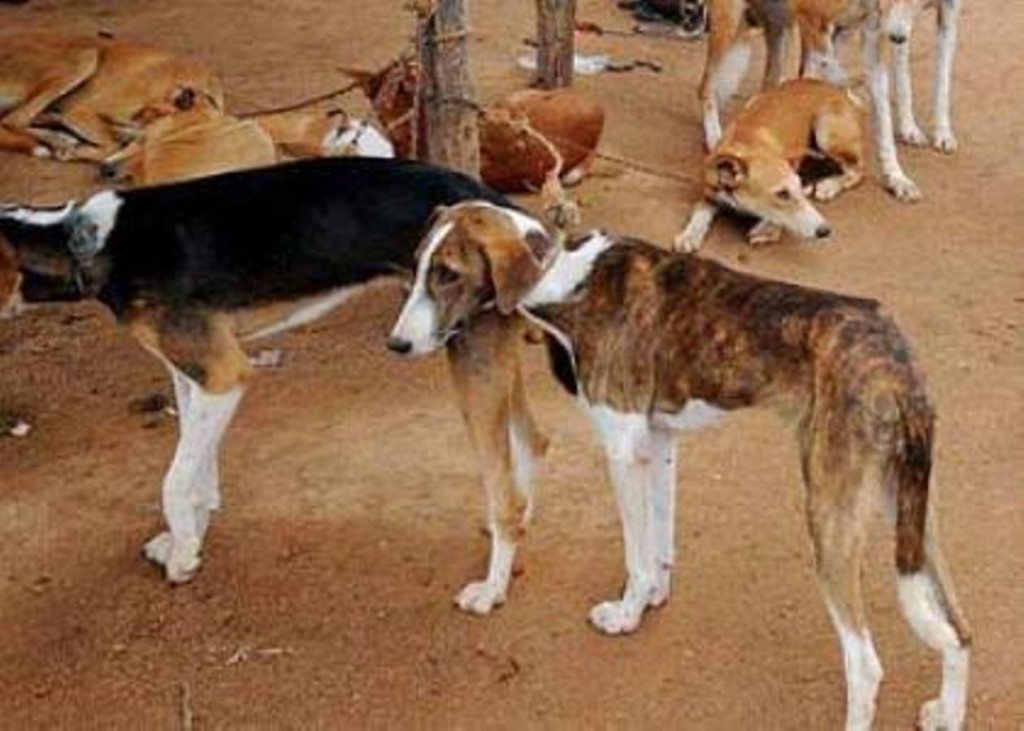 Lagos govt to vaccinate 1.5m dogs against rabies Lagos govt to vaccinate 1.5m dogs against rabies