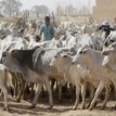 Herders’ Eviction: Act now before it degenerates, Bashir Tofa tells Buhari