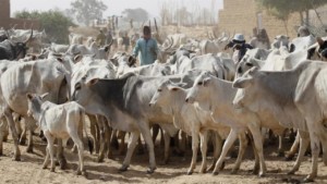 The destructive activities of rogue herdsmen on farms in communities in Igbo land are becoming worrisome and frightening.