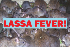 LASSA FEVER: Declare national emergency now, Resident doctors task FG