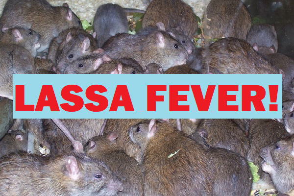 Edo intensifies effort in curbing spread of Lassa Fever