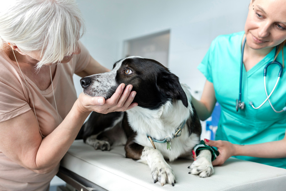 Americans, Pets