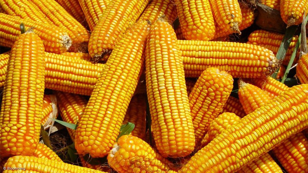 Ban on maize importation not sole cause of price increase — CBN