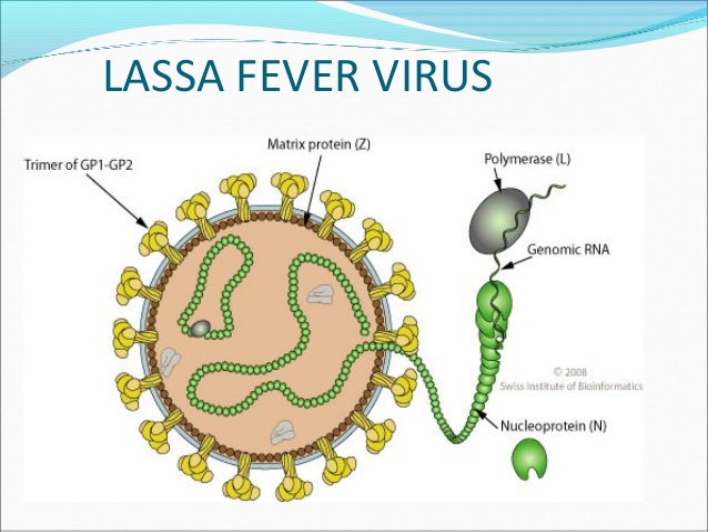 Lassa fever kills 1,047 Nigerians