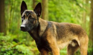 A Malinois Dog in Switzerland