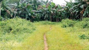 Middle-aged man kills cousin over N2m land sale