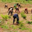 Insured farmers ’ll receive payment of claims — NAIC