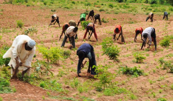 Agribusiness: Firm set to unlock estimated over $80bn South West GDP, agric potential