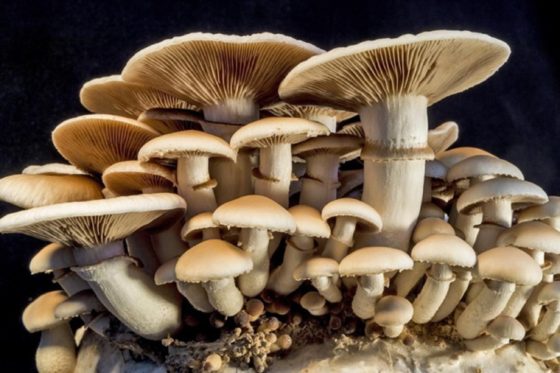 Mushrooms are treasures in the wild — Dr. Lauretta Ofodile