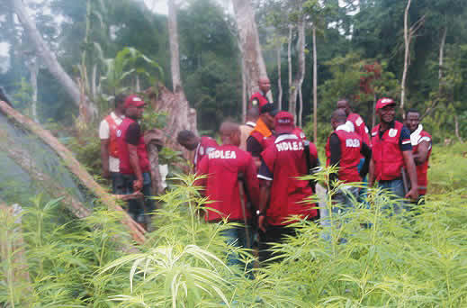 Marrijuana Legalization, Nigeria