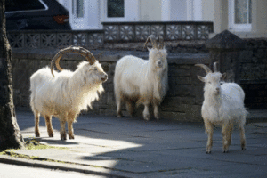 Animals takeover in lockdown