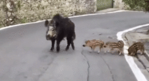Animals takeover in coronavirus lockdown