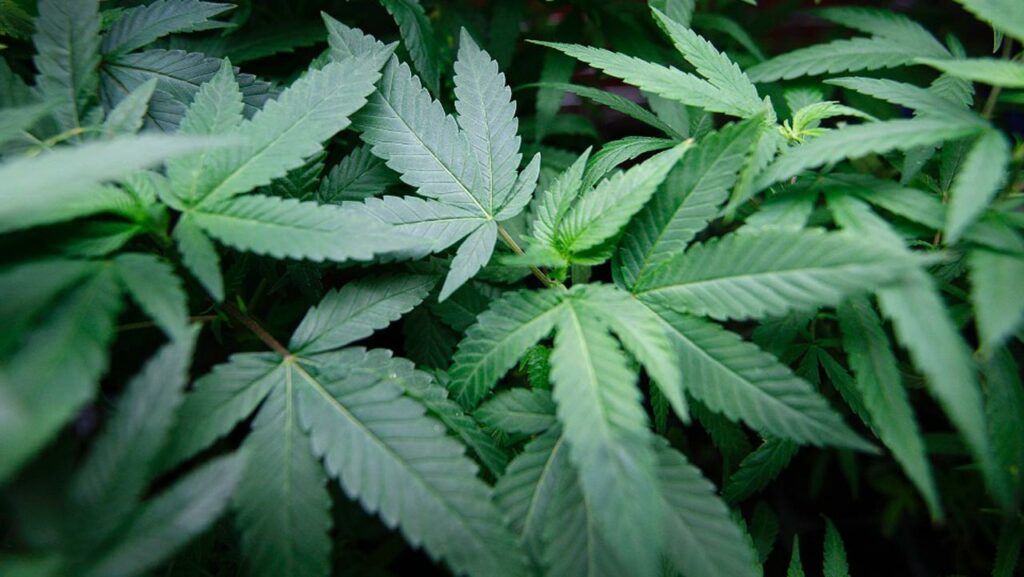 US lawmakers to vote on marijuana legalization