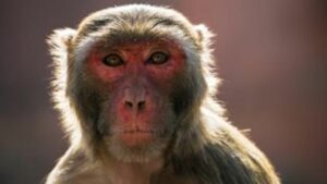 Thailand enters global race for vaccine with trials on monkeys