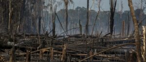 COVID-19 pandemic is not a break for nature ― Report 