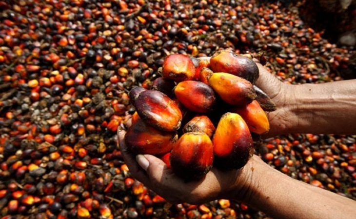 Palm oil price goes up 40% in Enugu