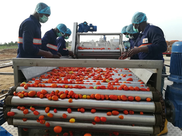 GBfoods completes N20 Billion Tomato processing factory in Kebbi