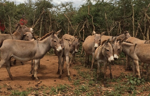 Agric Quarantine expresses concern over rising illicit trade in donkey skin