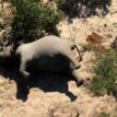 Botswana seek answers as probe into mysterious elephant deaths begin