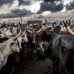 Clashes over cattle leave 16 civilians dead in South Sudan